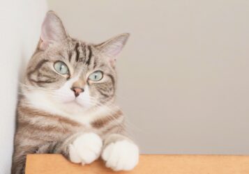 猫と共に心地よく暮らす家づくり