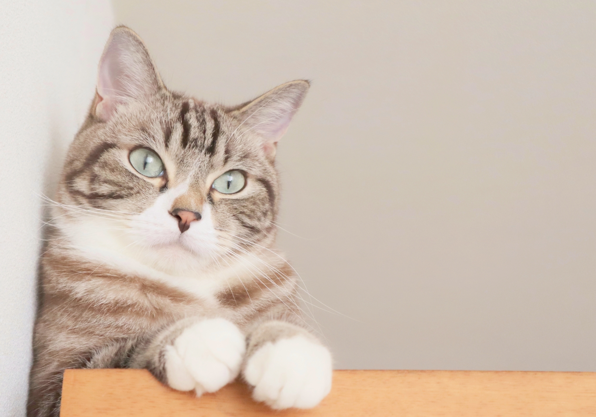 猫と共に心地よく暮らす家づくり